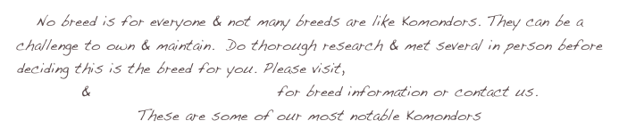 No breed is for everyone & not many breeds are like Komondors. They can be a challenge to own & maintain.  Do thorough research & met several in person before deciding this is the breed for you. Please visit,  http://komondorclubofamerica.org  &  http://www.maskc.org  for breed information or contact us.  
These are some of our most notable Komondors