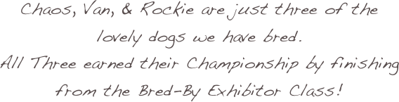 Chaos, Van, & Rockie are just three of the lovely dogs we have bred.  
All Three earned their Championship by finishing from the Bred-By Exhibitor Class! 