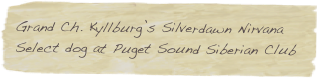 Grand Ch. Kyllburg’s Silverdawn Nirvana
Select dog at Puget Sound Siberian Club